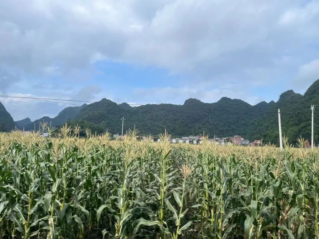 金沙娱场城app7979与广西菜根谱农业签约合作，促进广西特色农业产业高质量发展