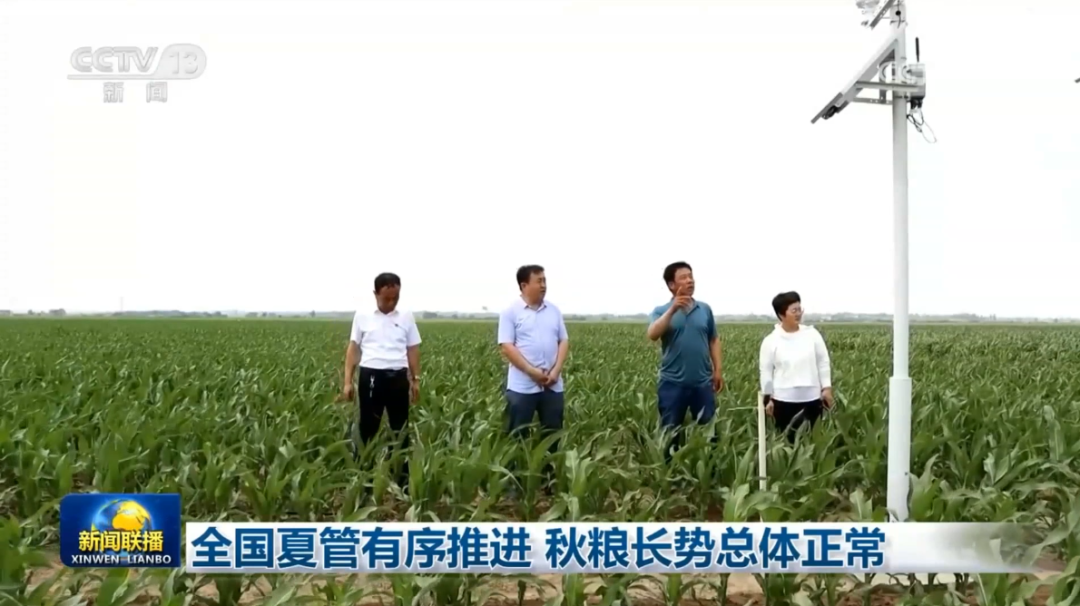 金沙娱场城app7979玉米DAP试验基地获央视《新闻联播》报道